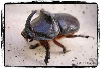 Escarabajo rinoceronte