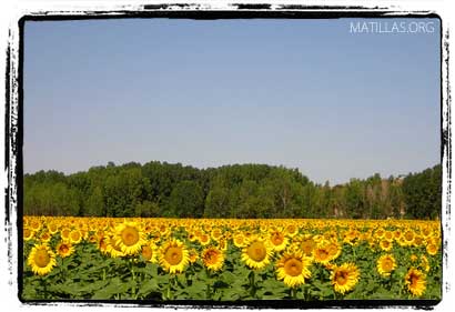 Campo de girasoles