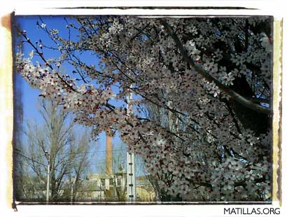 En Flor. Foto A.D.R.