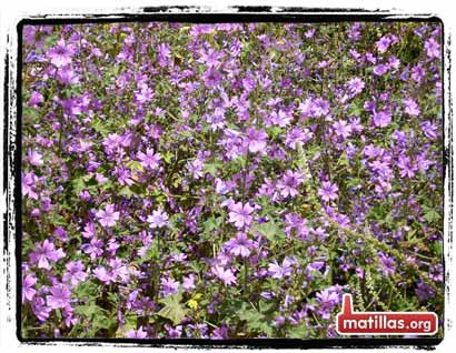 Primavera en Matillas