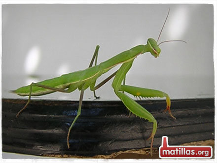 Mantis religiosa