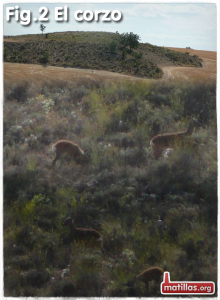 Par de corzos