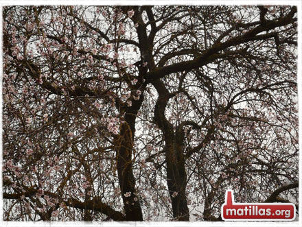 Primavera en Matillas