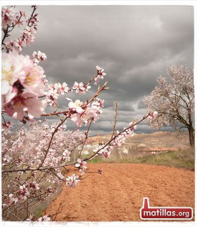 Primavera en Matillas