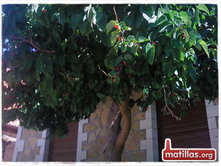 Morera de la piscina de Jadraque