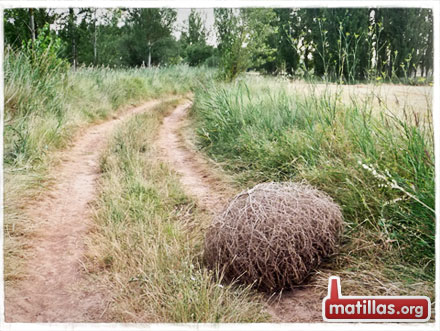 Correcaminos bip bip