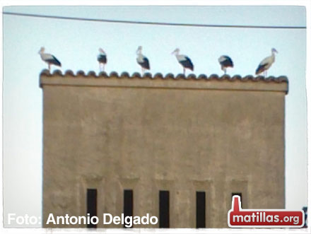 Cigüeñas en Matillas