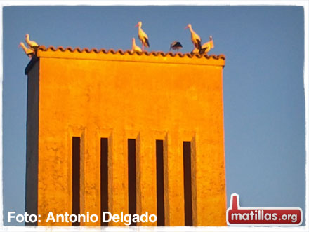 Cigüeñas en Matillas
