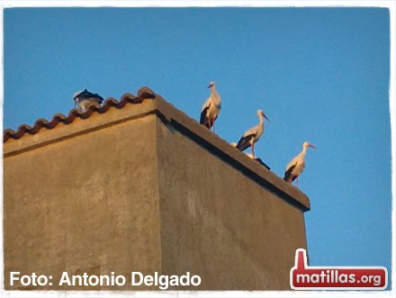 Cigüeñas en Matillas