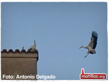 Cigüeñas en Matillas