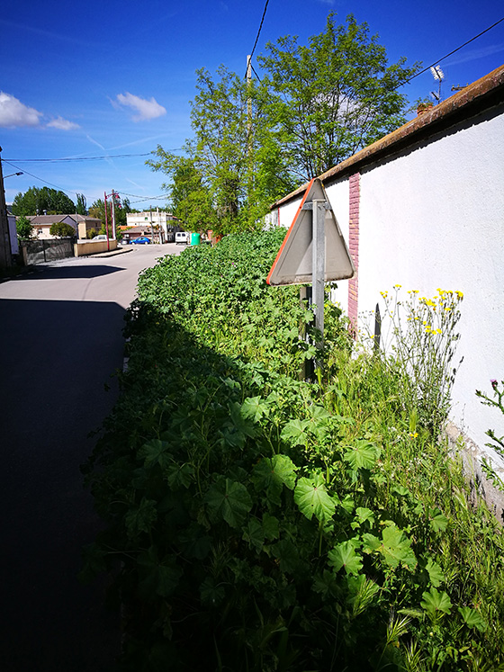 Patrulla ovina al rescate